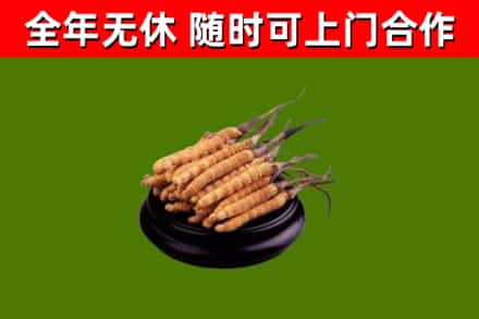 甘孜市回收冬虫夏草