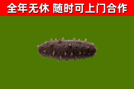 甘孜市回收海参干